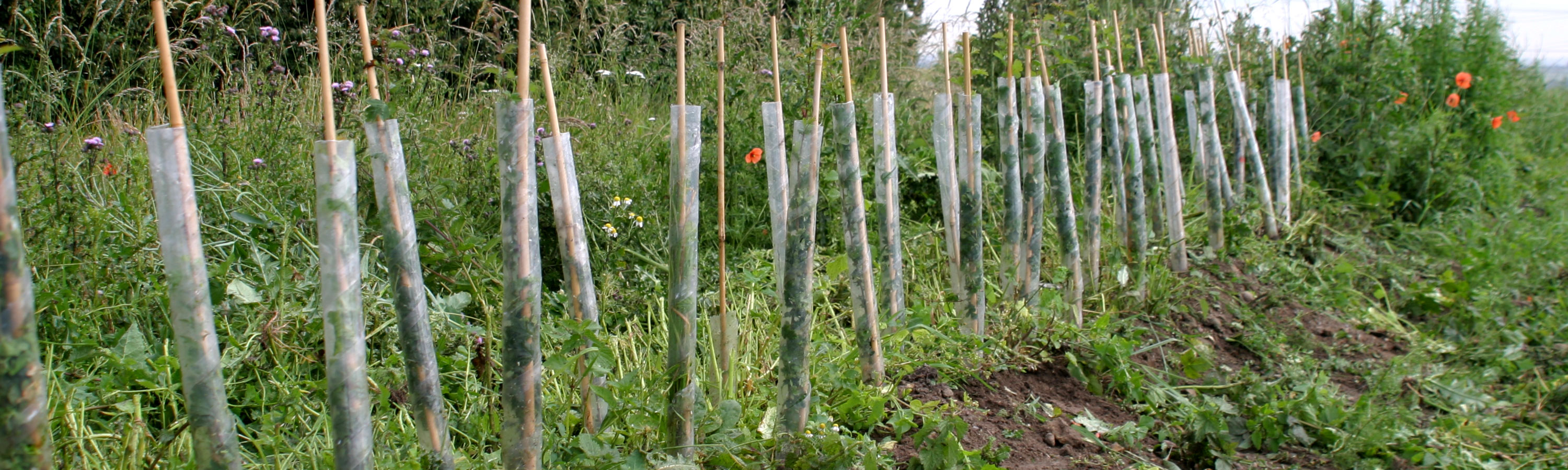 Spiral Tree Guard