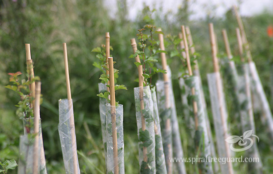 Spiral Tree Guard