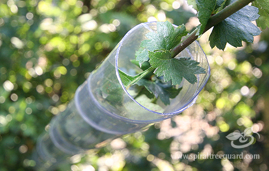 Spiral Tree Guard